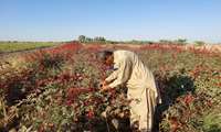 برداشت چای ترش در شهرستان دلگان قطب تولید چای سرخ کشور